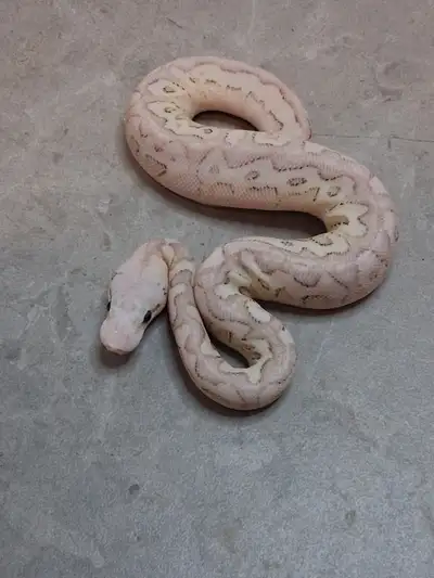 3 baby ball pythons. They need 2 more meals before heading out. 1.0 pastel lesser spotnose hypo clow...