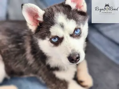 Pomsky Puppies!, View more