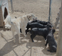 Husky Lab puppies for sale