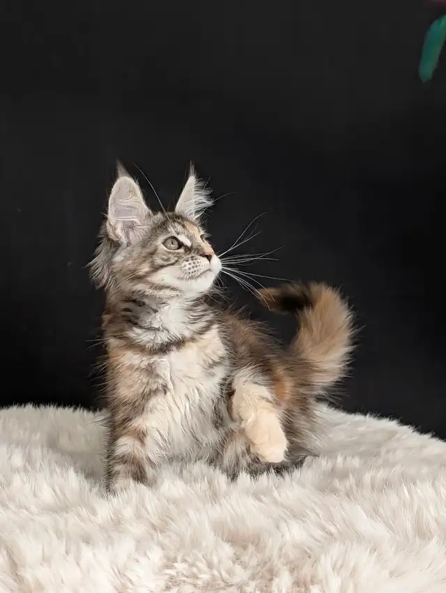 Maine coon Females from Champion parents in Cats & Kittens for Rehoming in North Shore - Image 3