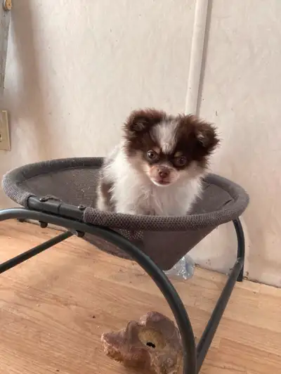 One tiny female, 7/8 Pomeranian puppy. She is a whopping pound and a half now and is ready to go. Sh...