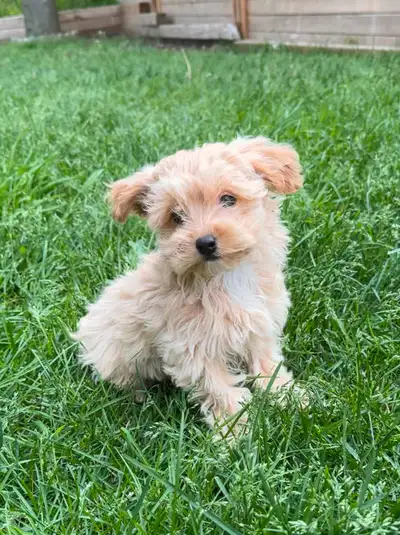 She’s been raised in a warm home environment with lots of affection and socialization. She’s already...
