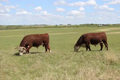 Yearling and two-year old Bulls for sale. Semen tested and ready to go to work.