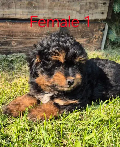 Aussiedoodle F1 toy, View more