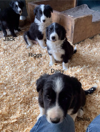 Purbred Border Collie Puppies