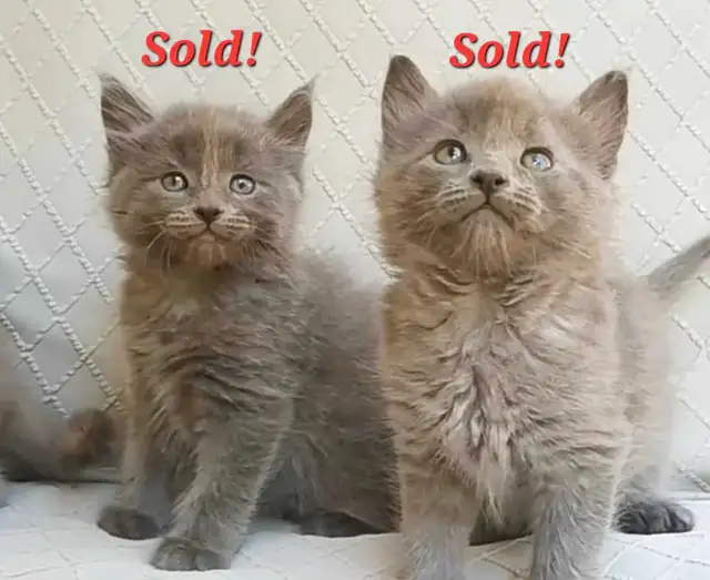 *ALL SOLD!* Maine Coon X Kittens! Creams, Greys and Torties!