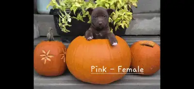 Puppies Mixed Breed, View more