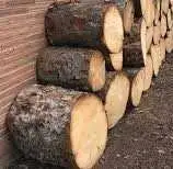 Free spruce firewood rounds 