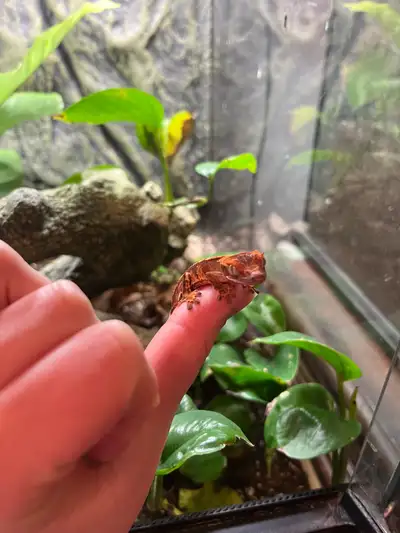 crested gecko baby, View more