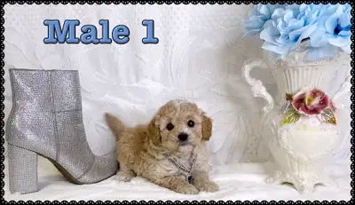 Mini-GoldenDoodle F1bb Puppies, View more