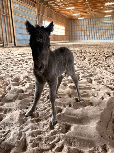 AMHR Miniature Smoky Black Colt, View more
