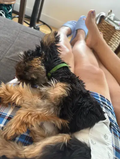 male Yorkie -7 months , View more