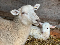 Katahdin X Ewe and lamb for sale