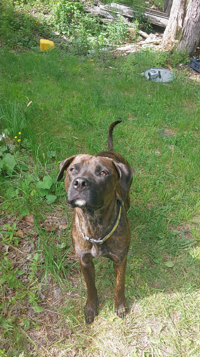 Hi my name is Diesel in Dogs & Puppies for Rehoming in City of Halifax - Image 3