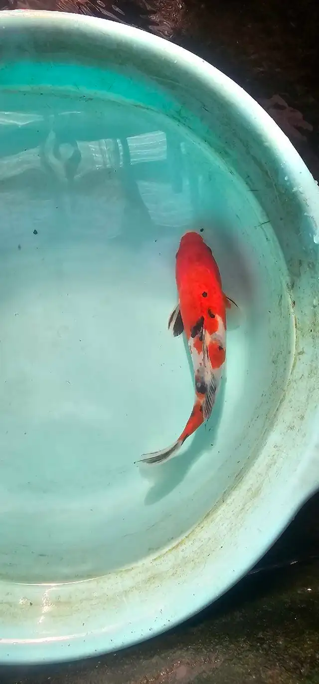 Japanese koi in Fish for Rehoming in Calgary - Image 6