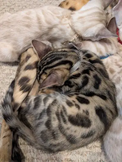 MALE BENGAL KITTEN, View more