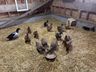 hatching duck eggs , View more