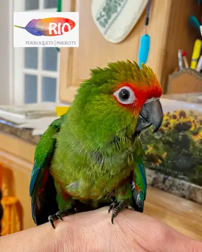 Gold Capped Conure male baby, View more