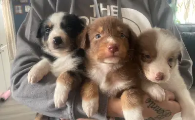We have 2 beautiful Australian shepherd puppies born February. 24.2025 these cuties will have all ap...