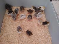 18 quail chicks (12 bym chicken chicks also)