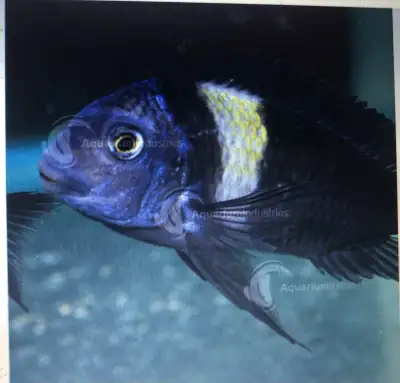 Tropheus duboisi cichlid, View more