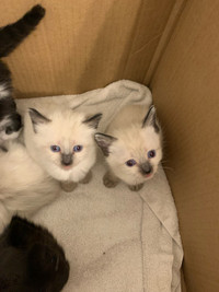 Half Siamese kittens for sale