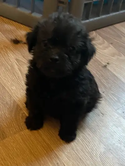 Pug-a-Poo Puppies ready August 19, View more
