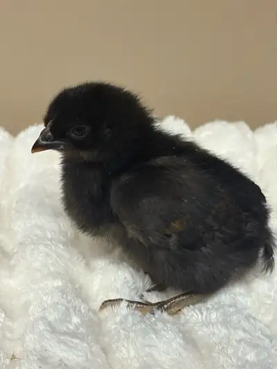 9 Female Chicks, View more