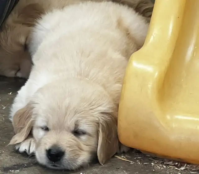 Chiot Golden Retriever prêts 19/07/25 CKC, OFA & ADN in Dogs & Puppies for Rehoming in Laval / North Shore - Image 3