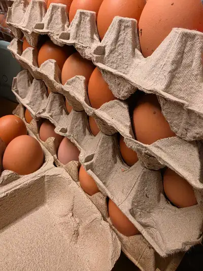 homestead pasture raised eggs, View more