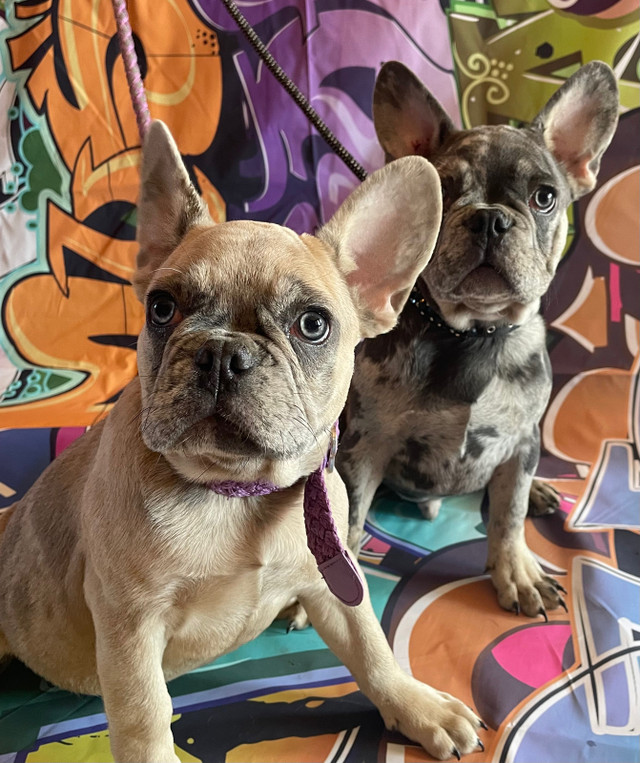 French Bulldog Puppies in Dogs & Puppies for Rehoming in Edmonton - Image 4