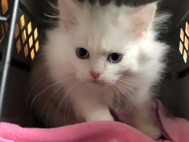 Petits chattons Siberians