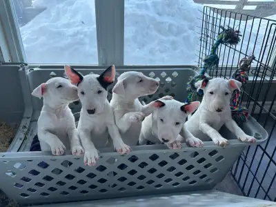  Chiots Bull Terrier , View more