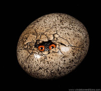 Gargoyle egg with eyes