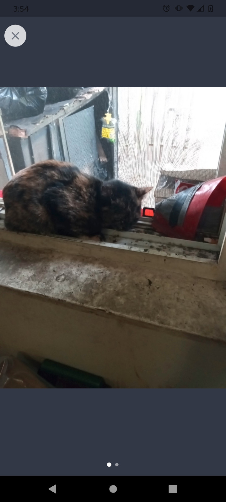 Free female free stuff london kijiji