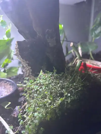 I am looking to trade a terrarium which houses at least 4 perhaps 6 mourning geckos. 4 little frogs....