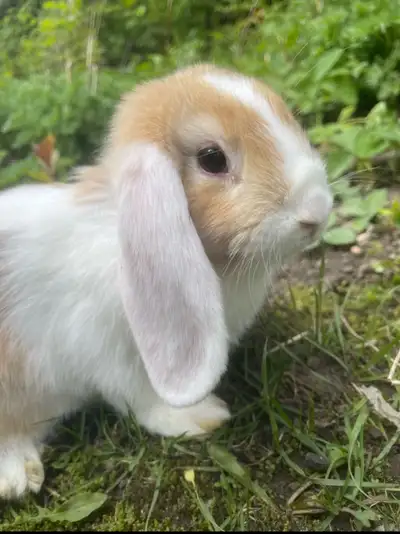 RARE - bébé lapin bélier hollandais nain pure race , View more