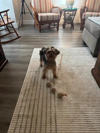 Yorkie 1yr old, View more