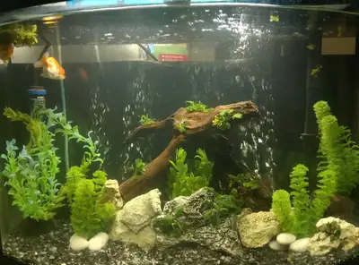 36 gal bow tannk, View more
