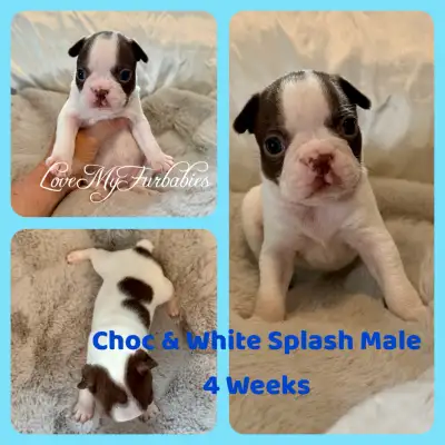 CKC Registered Boston Terriers, View more