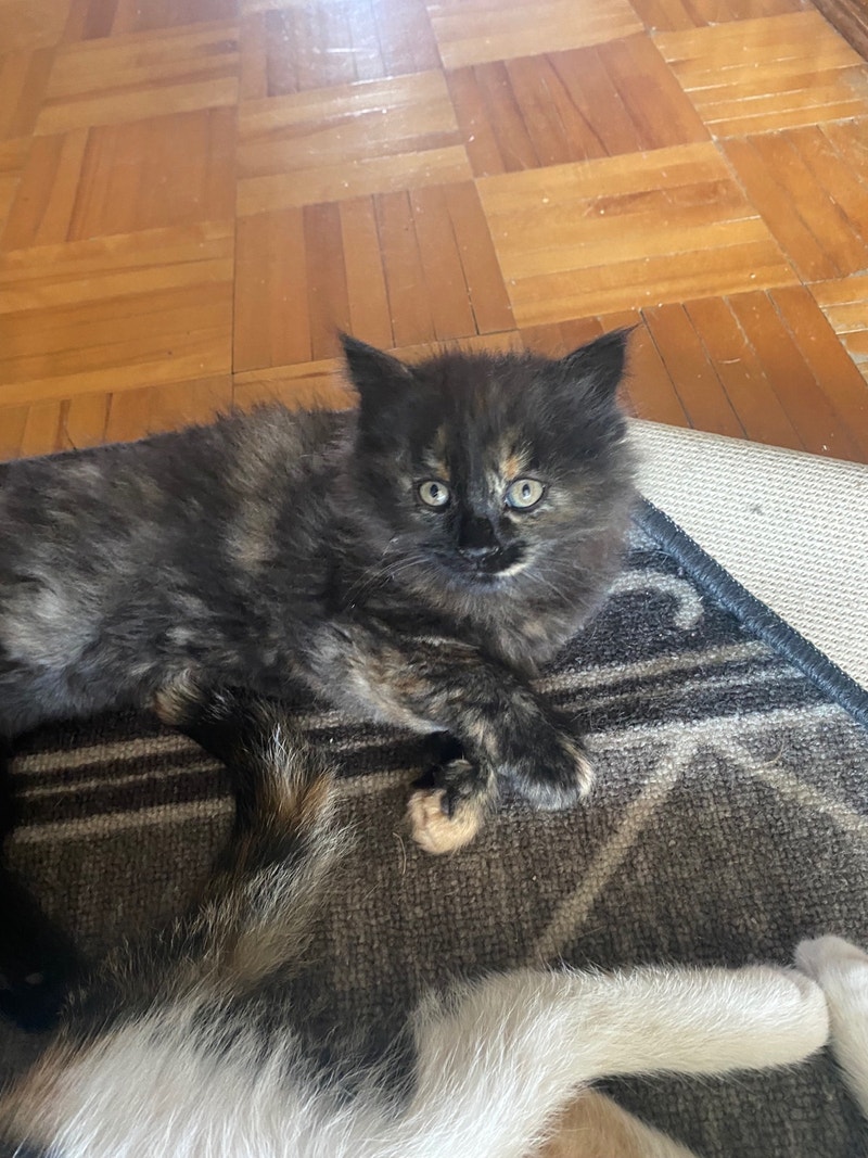 Kittens, time to go! Cats & Kittens for Rehoming Ottawa Kijiji