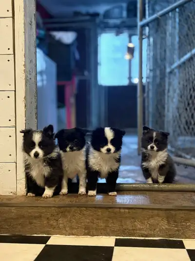 Pomeranian papillon, View more