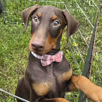 adorable doberman puppy's, View more