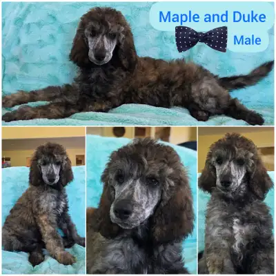 Standard Poodles, View more