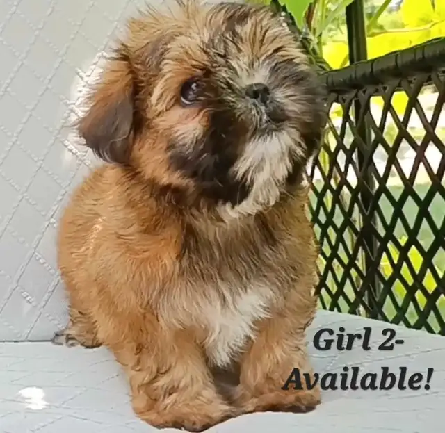 *1 Girl Left* High Quality Shorkie Puppies! in Dogs & Puppies for Rehoming in City of Toronto - Image 5
