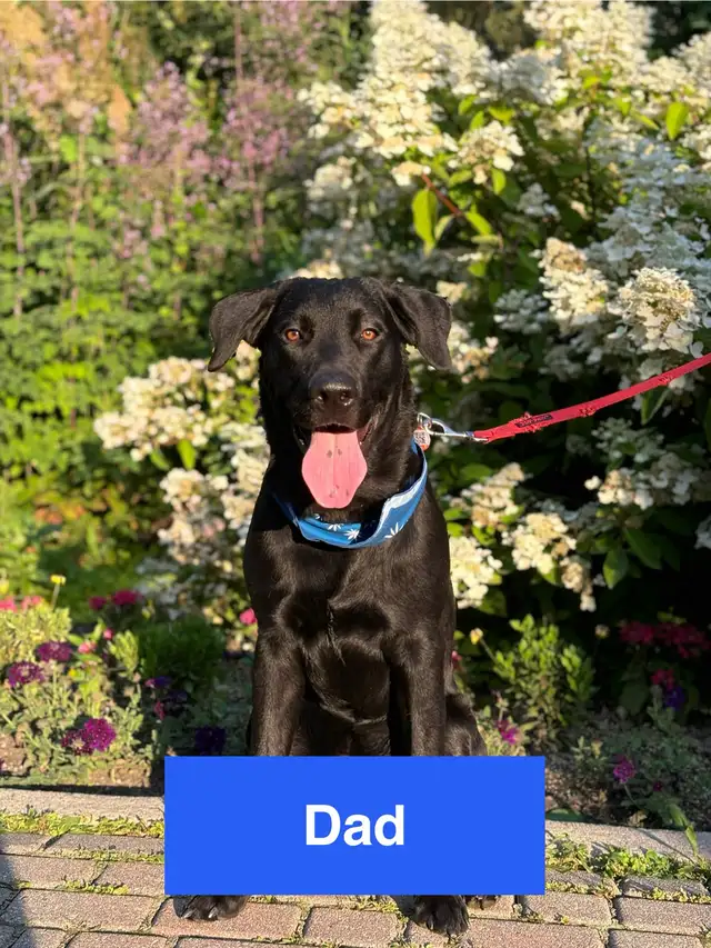 Adorable Puppies in Dogs & Puppies for Rehoming in Winnipeg - Image 11