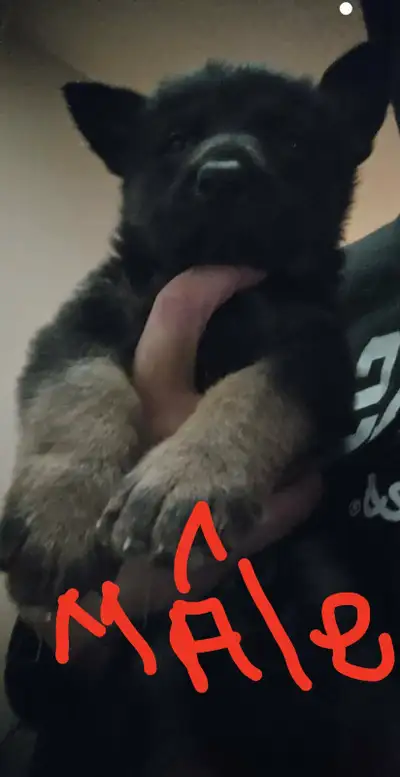 Chiot berger allemand, View more