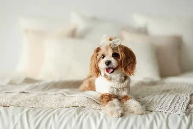 Maltipoo f1b puppies Korean line in Dogs & Puppies for Rehoming in Vancouver - Image 2
