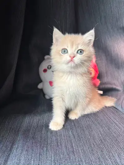 Purebred British Shorthair Kittens –, View more