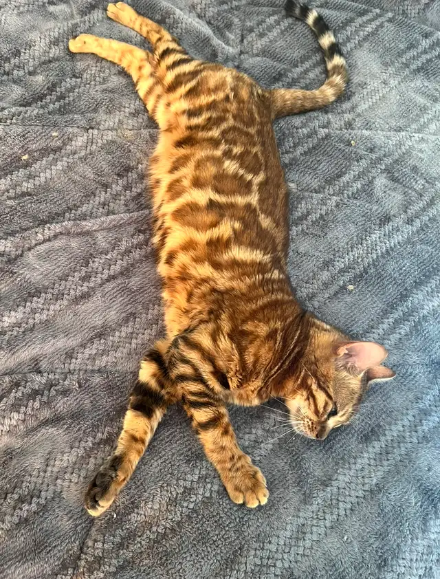 2 Magnifiques Bengal à la retraite in Cats & Kittens for Rehoming in Longueuil / South Shore - Image 3